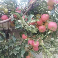 سیب گالا