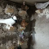 کبوتر  پلاکی