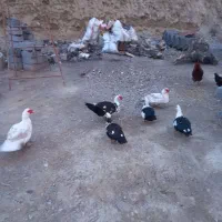 فروش ۶تا اردک اسرائیلی