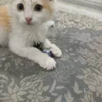 گربه