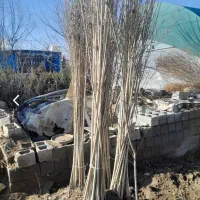 نهال صنوبر ترک