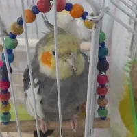 ۶ عدد عروس هلندی نر و ماده مولد