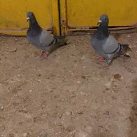 کفتر مسافتی