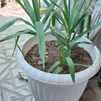 گل یوکا
