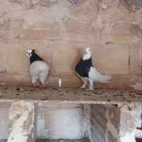 یک جفت طوقی سیاه واکسی|پرنده|سبزوار, باهنر|دیوار