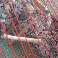 عروس هلندی|پرنده|رودسر, |دیوار