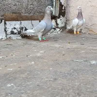 کبوتر پلاکی یا زاجر