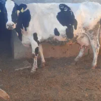 ۱راس گاو ۸ماه ابستن