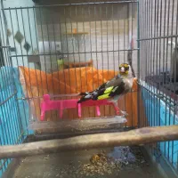 سهره جوجه قفس عروسک جفتی قواره دار|پرنده|ماهدشت, |دیوار