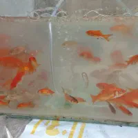 فروش ماهی شب عید فقط تکی