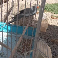 عروس|پرنده|آشخانه, |دیوار