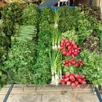 سبزی دسته ای