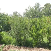 روستای تاج خاتون باغچه جهت مسکونی و تجاری|فروش دفتر صنعتی، کشاورزی، تجاری|قم, بنیاد|دیوار