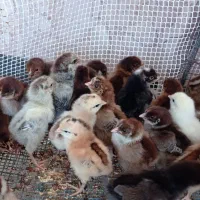 مرندی ،گلین ، لاری ، بوقلمون و