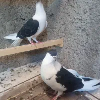 کبوتر نر و ماده طاقی افغان