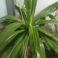 فروش گل|گل و گیاه طبیعی|لنجان, |دیوار