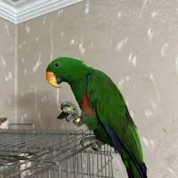 طوطی اکلکتوس نر سخنگو 9 ماهه حلقه پا و دستی