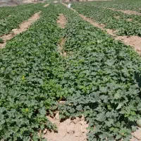 زمین با مجوز۲هزارمتر گلخانه