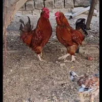 ۲عدد خروس قرمز جوان