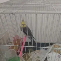 جفت عروس هلندی کار داده جوجه جمع کن