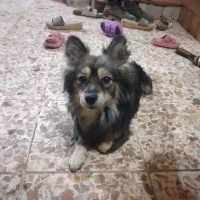 سگ گمشده|سگ|شوشتر, |دیوار