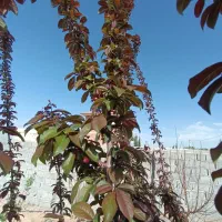 فروش زمین هفت باغ|فروش زمین و ملک کلنگی|ماهان, |دیوار