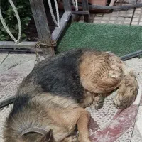 سگ ژرمن ماده مولد ممتاز