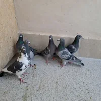 کبوتر المانی|پرنده|بیرجند, |دیوار