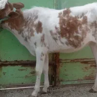 گوساله ماده