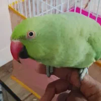 طوطی ملنگو سخنگو