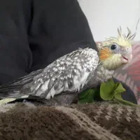 جوجه عروس هلندی سریلایکی