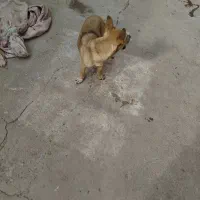 واگذاری سگ پاکوتا|سگ|تربت جام, جامرود|دیوار