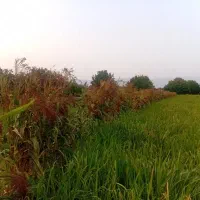جارو خونه