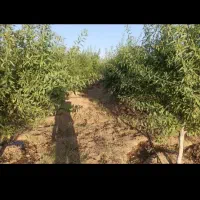 باغ یک هکتاری نزدیک به شهر|فروش زمین و ملک کلنگی|زنجان, |دیوار