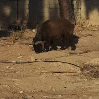 قوچ|حیوانات مزرعه|جویم, |دیوار