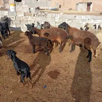 میش بره دار|حیوانات مزرعه|درودزن, |دیوار