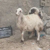 ۳عدد بره ماده مهربانی یقه باز