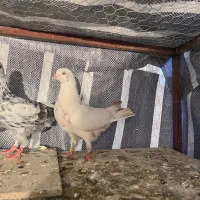 کبوتر پرشی|پرنده|تاتار علیا, |دیوار