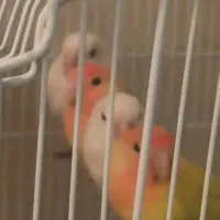 طوطی برزیلی