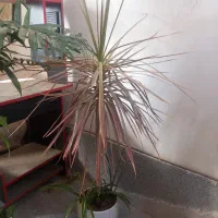 تعدادی گل|گل و گیاه طبیعی|هشتگرد, شهرک گلخانه|دیوار