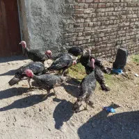 بوقلمون نروماده|حیوانات مزرعه|خاش, |دیوار