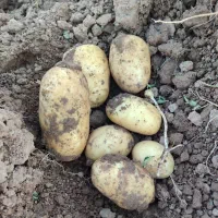 فروش عمده سیب زمینی|عمدهفروشی|زاغه, |دیوار