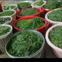 سفارش انواع سبزیجات معطر وخوش عطر وبو