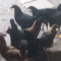 معامله مرغ با جوجه هاش با کبوتر در شهر خورموج