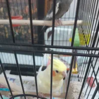 عروس. هلندی