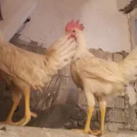 جوجه خروس گوشتی|پرنده|شیراز, شاپورجان|دیوار