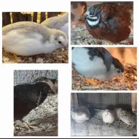 تخم بلدرچین مینیاتوری