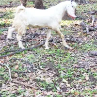 نر بز درشت قلم نژاد دار