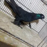 کبوتر|پرنده|تبریز, |دیوار