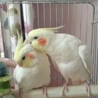 عروس هلندی لوتینو